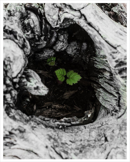 Driftwood Leaves