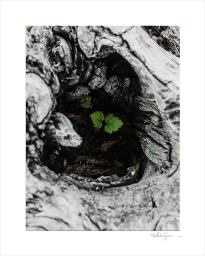 Driftwood Leaves